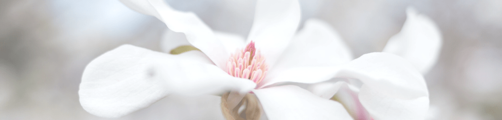 Quaintrelle Aspirations